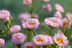 立夏の春紫菀