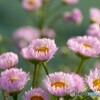 立夏の春紫菀