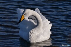 愁いを帯びた瞳