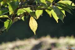 桜葉