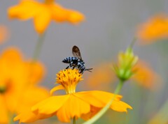 キバナコスモスと昆虫たち