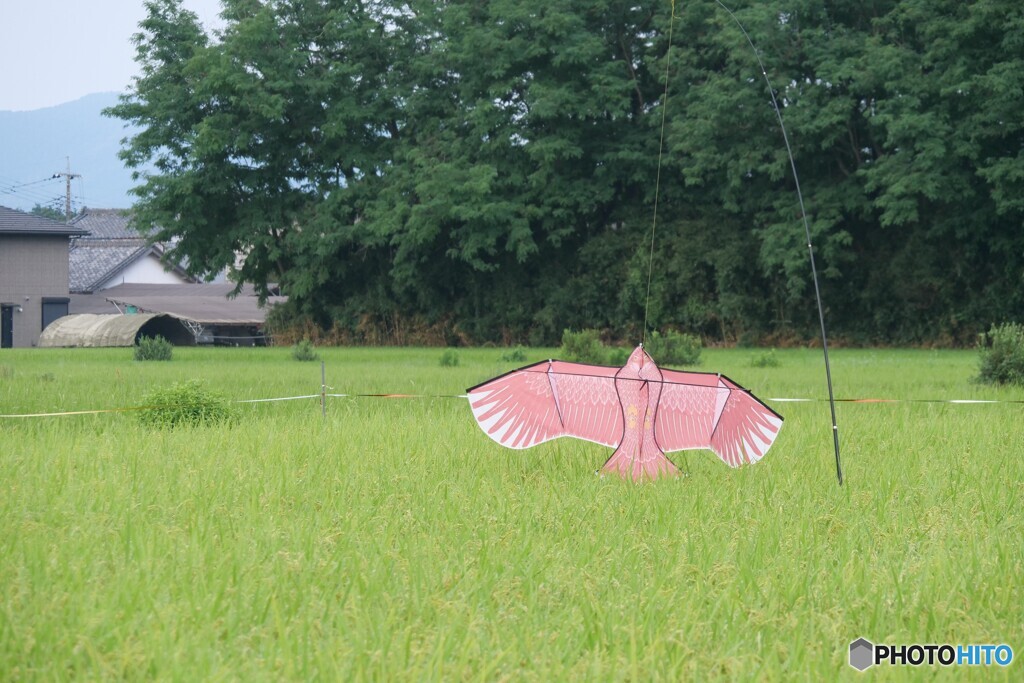 夏バテ