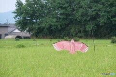 夏バテ