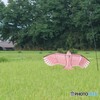 夏バテ