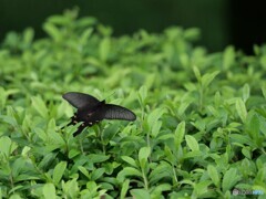 黒い蝶