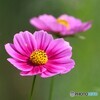 秋日和に咲く