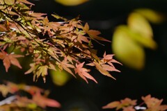 秋の彩り