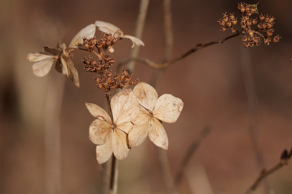 紫陽花の美学とは
