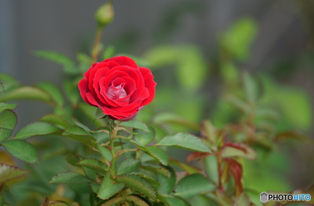 薔薇一輪　
