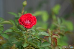 薔薇一輪　