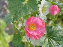 梅雨入り前の花