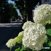 銀杏並木のアジサイ