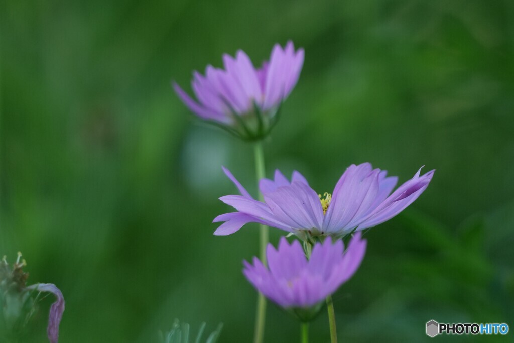 秋桜