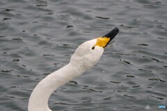 昨日の白鳥たち 3/4