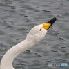 昨日の白鳥たち 3/4