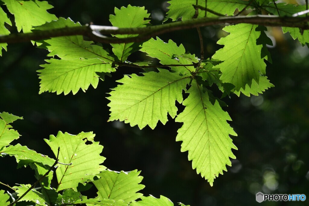 緑葉