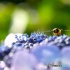 あじさいの雄花