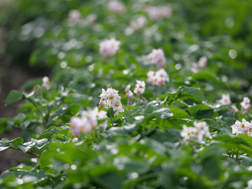 馬鈴薯の花