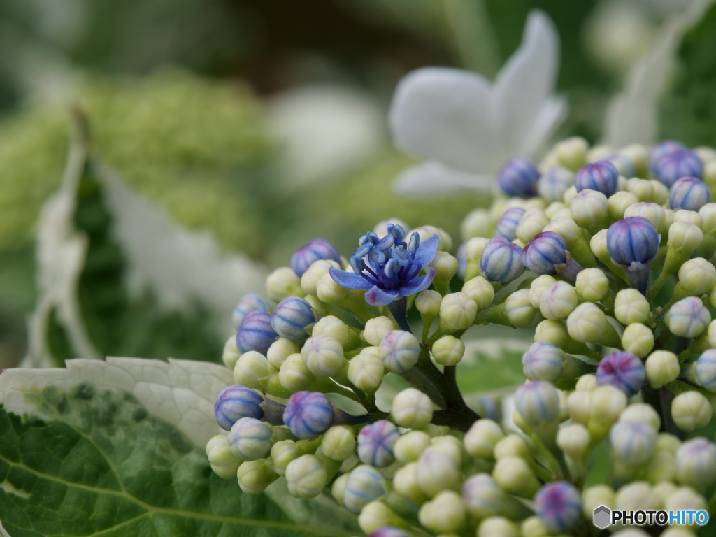 アジサイの花