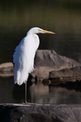 11月の野鳥