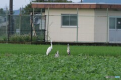 はにかみ屋さん