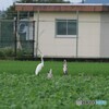 はにかみ屋さん