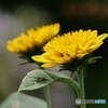 今日も元気に