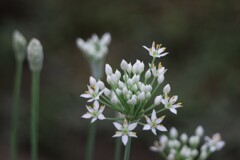 清楚な花 1/3