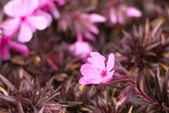 冬の芝桜