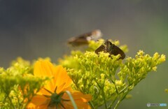 セセリチョウの朝
