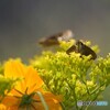 セセリチョウの朝