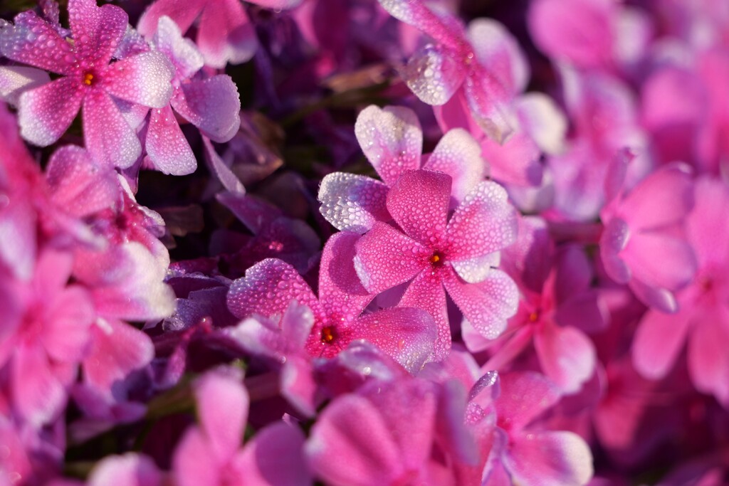 朝に見た芝桜