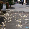 花の命は短くて