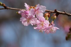 咲き初む（さきそむ）河津桜