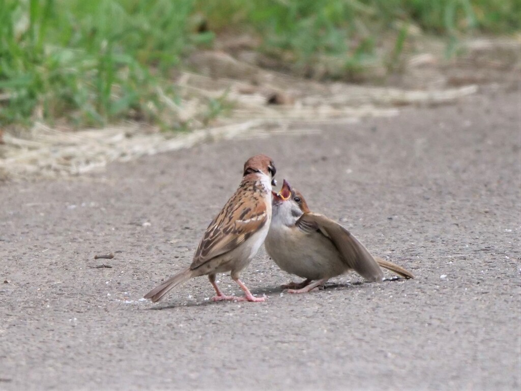 あーん
