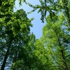 新緑 メタセコイヤ