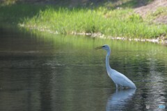 涼を求めて