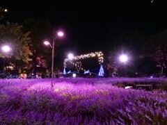 紫色の夜