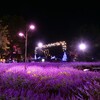 紫色の夜