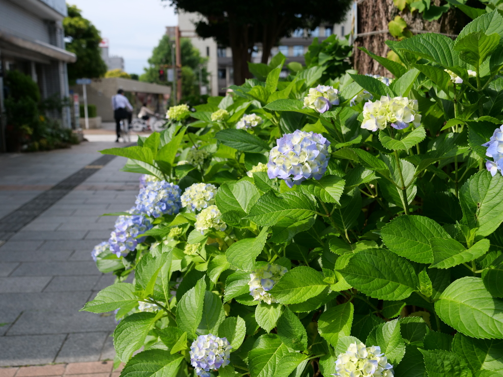 通勤路のあじさい
