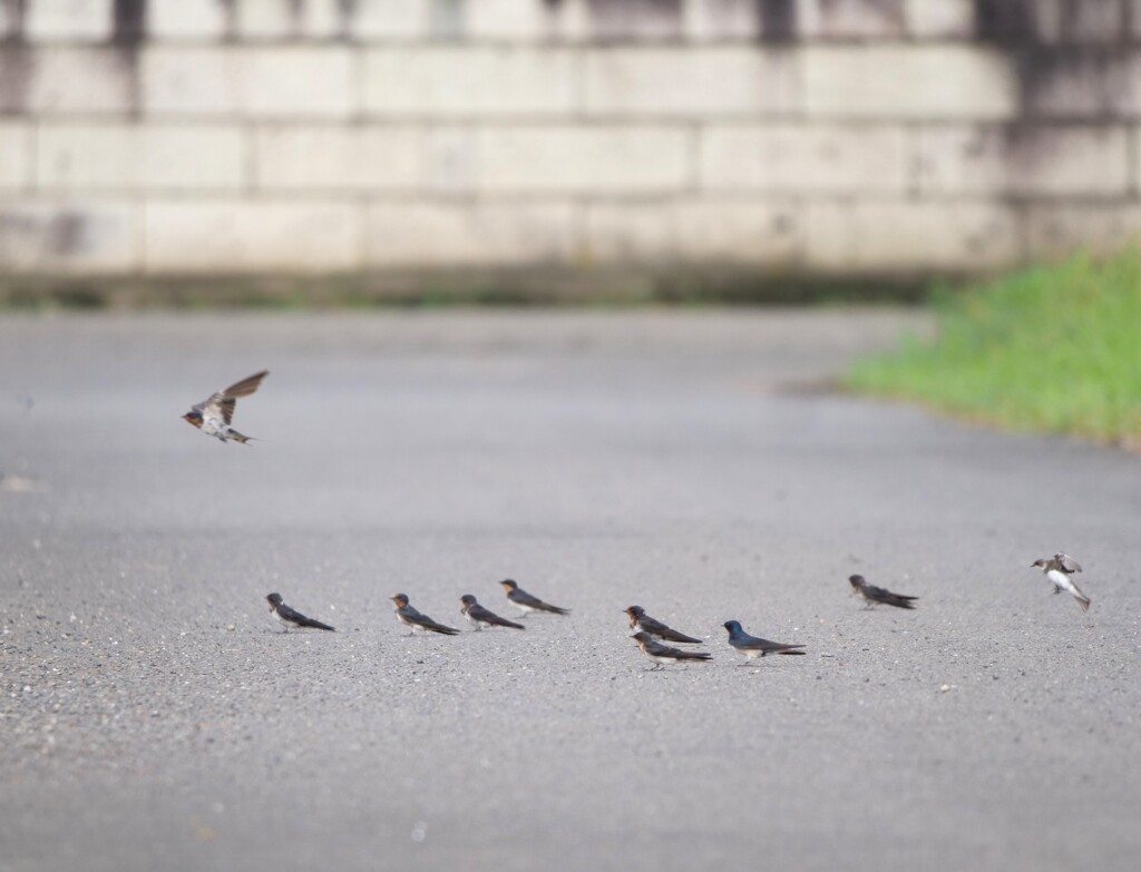 ツバメの飛行場