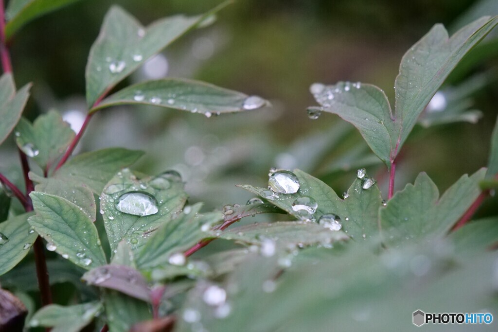 梅雨の合間に 1/2