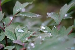 梅雨の合間に 1/2