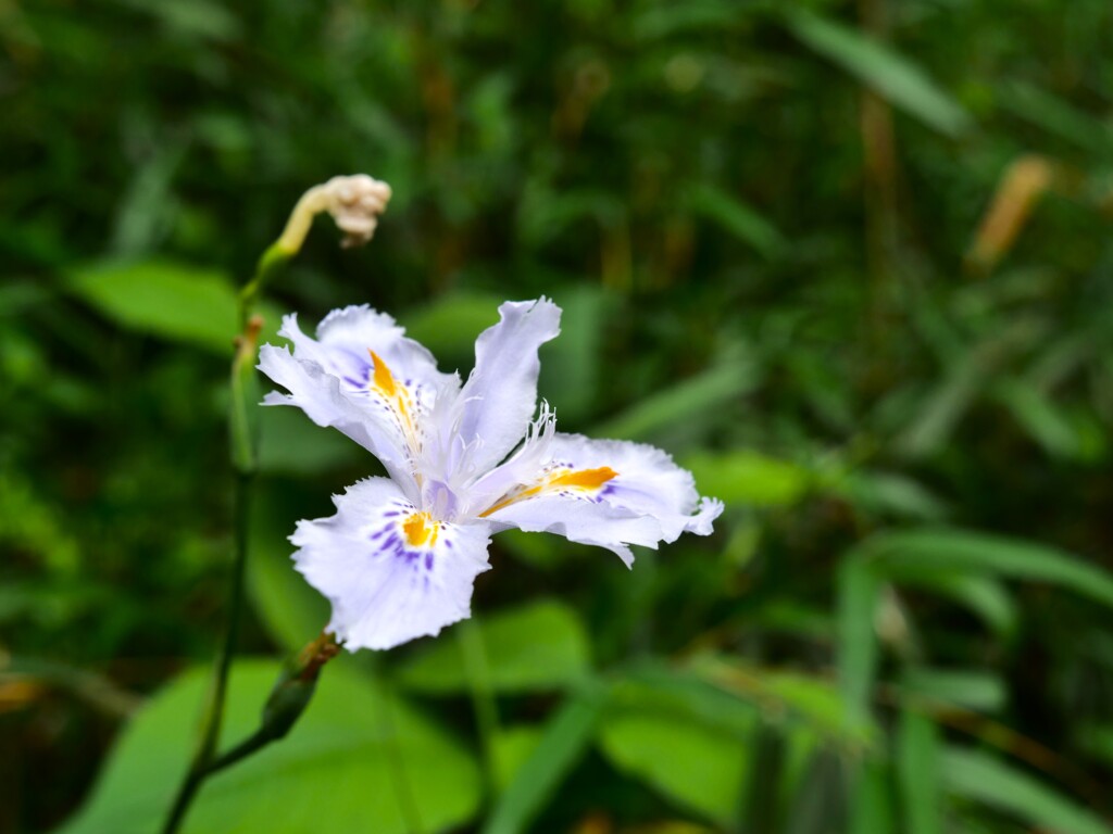 シャガ
