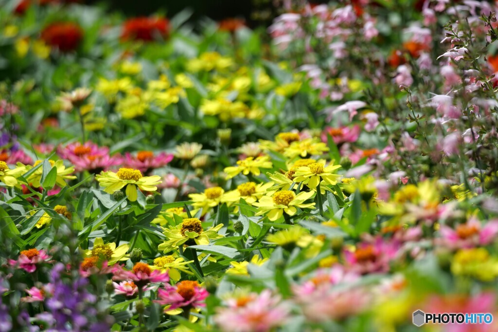 公園の花たち 1
