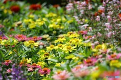 公園の花たち 1