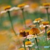 花と蝶 1/2