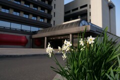 市役所の水仙