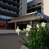 市役所の水仙