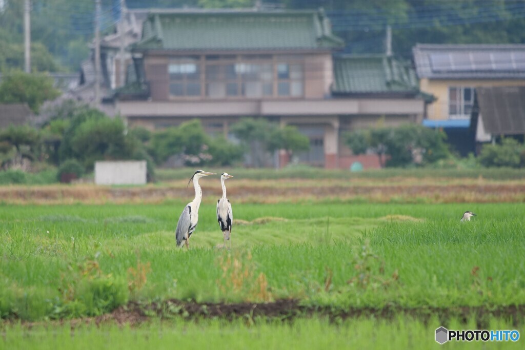 サギのいる風景
